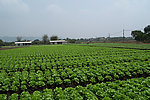 蔬菜基地