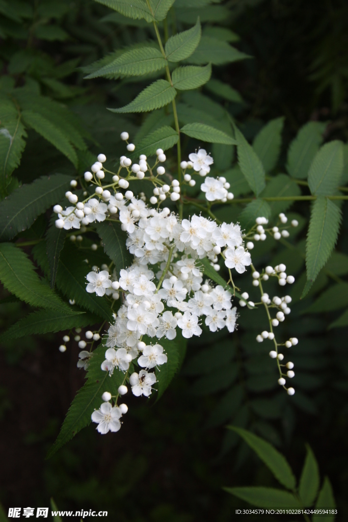 白花