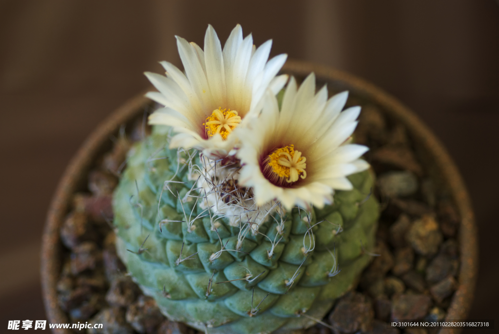 仙人球花