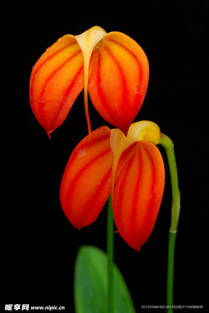 洋兰花
