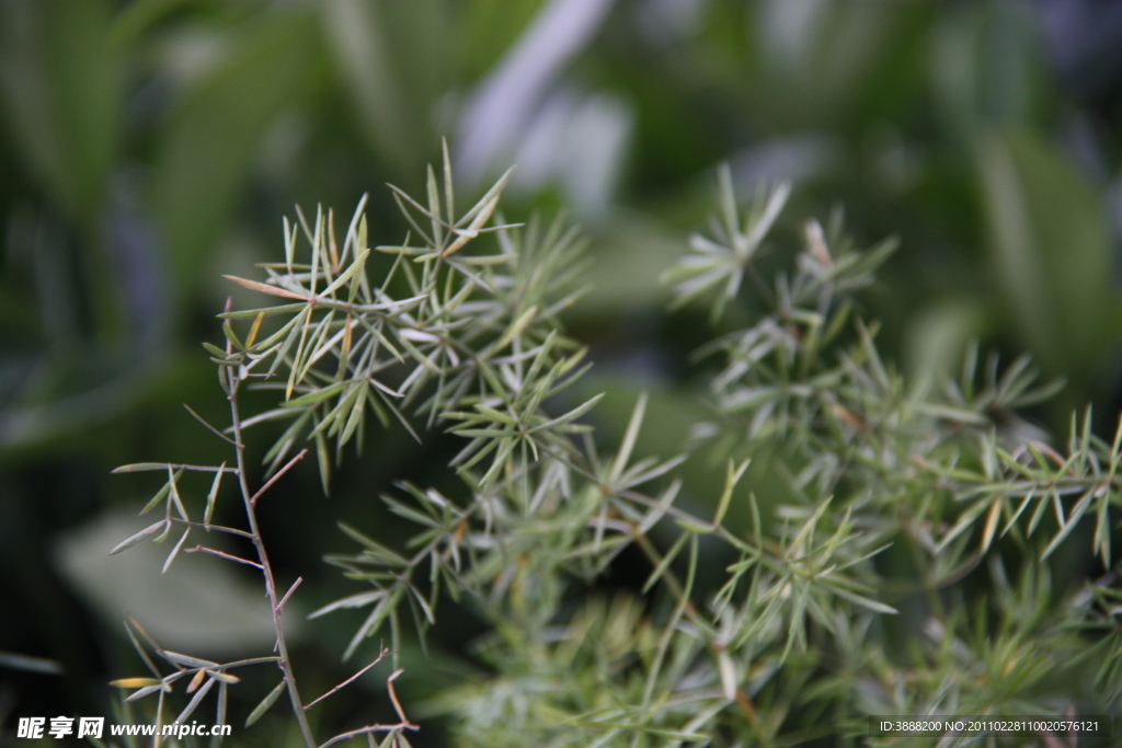 植物中药天冬