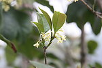 植物中药桂花