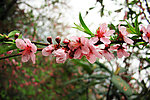 桃花开