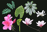 花草植物 叶子