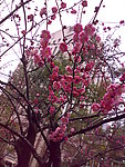 梅花怒放