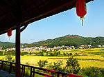 金色田野