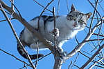 树上的猫