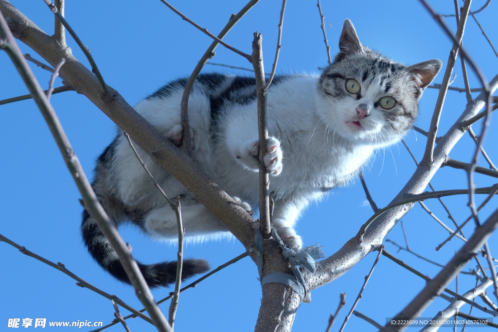 树上的猫