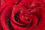 红玫瑰水滴水珠