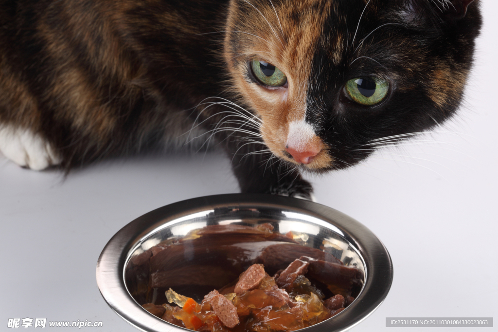 黑猫