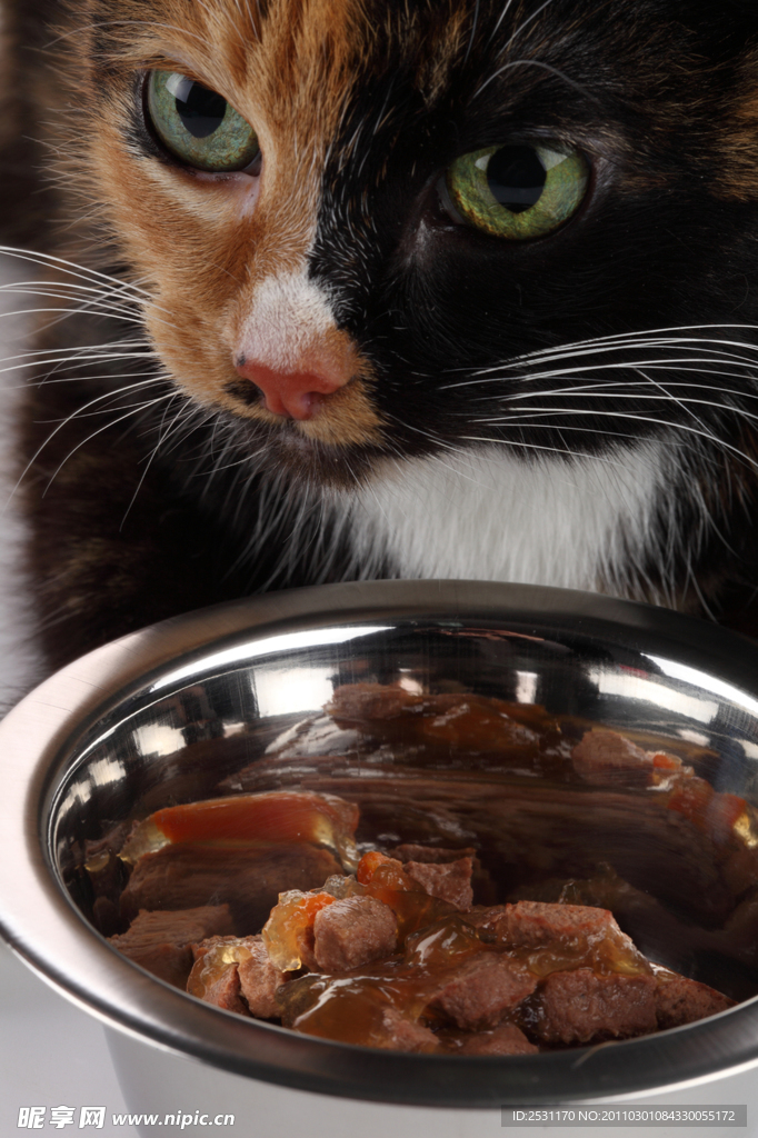 懒猫