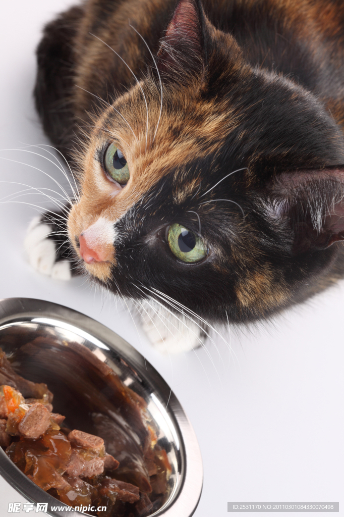 花猫