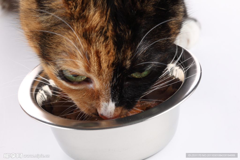 宠物猫