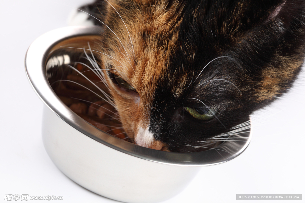 猫咪