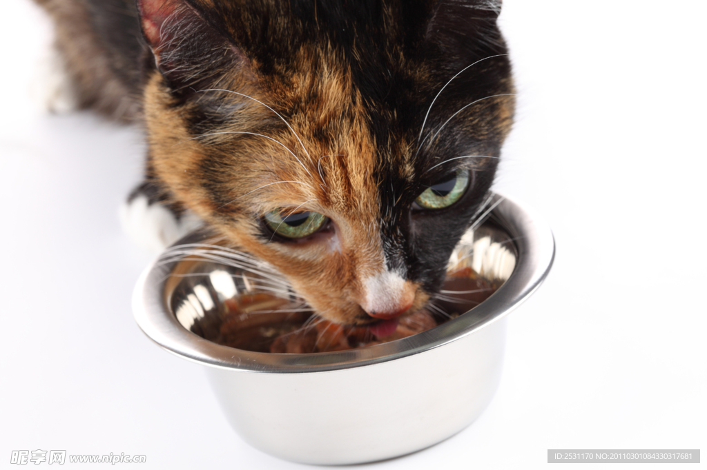 猫用餐