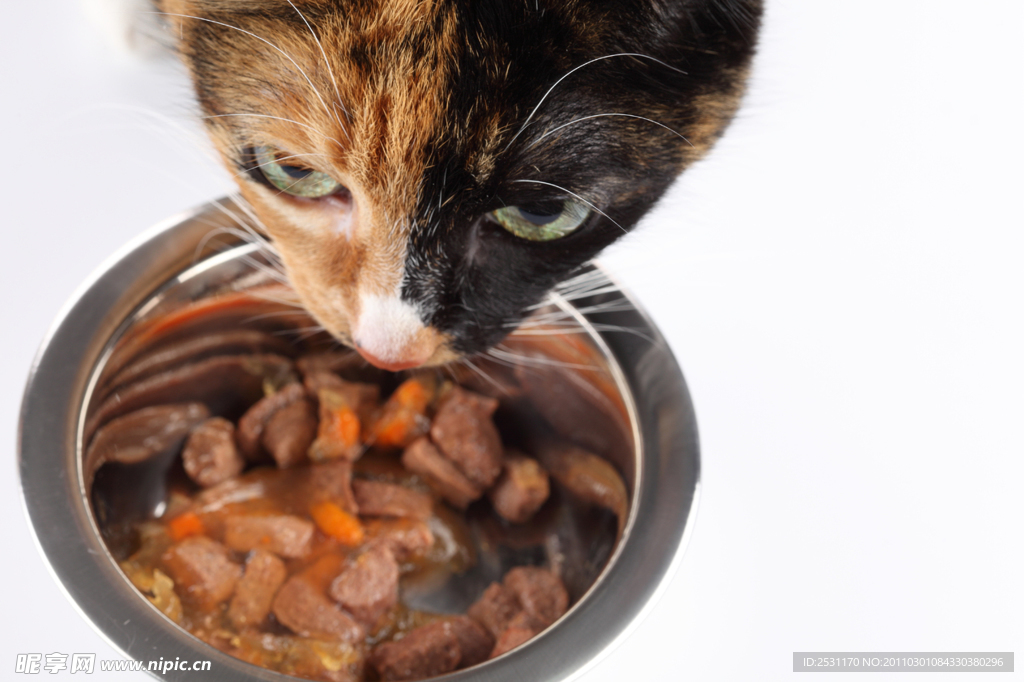 家猫