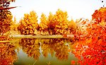 胡杨金秋
