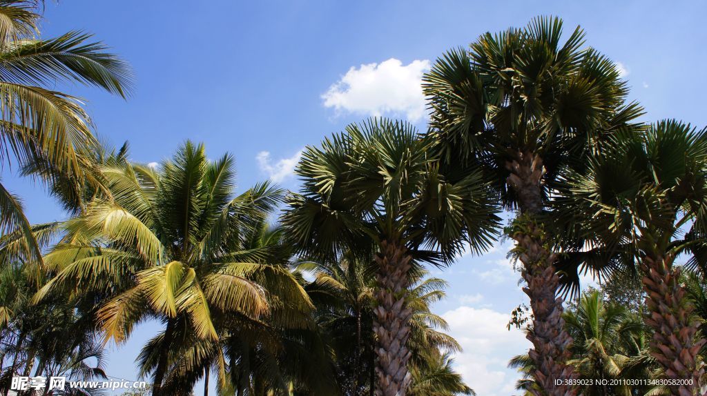 蓝天棕榈树