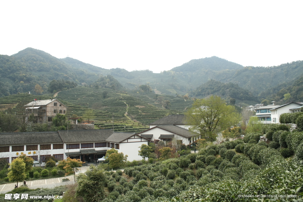 茶山