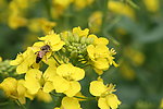 油菜花