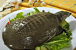 水鱼 甲鱼