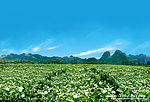 茉莉花基地