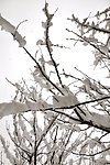 雪枝