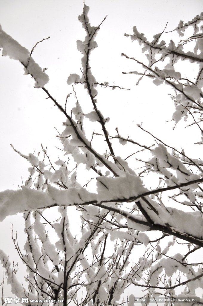 雪枝