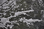 雪枝