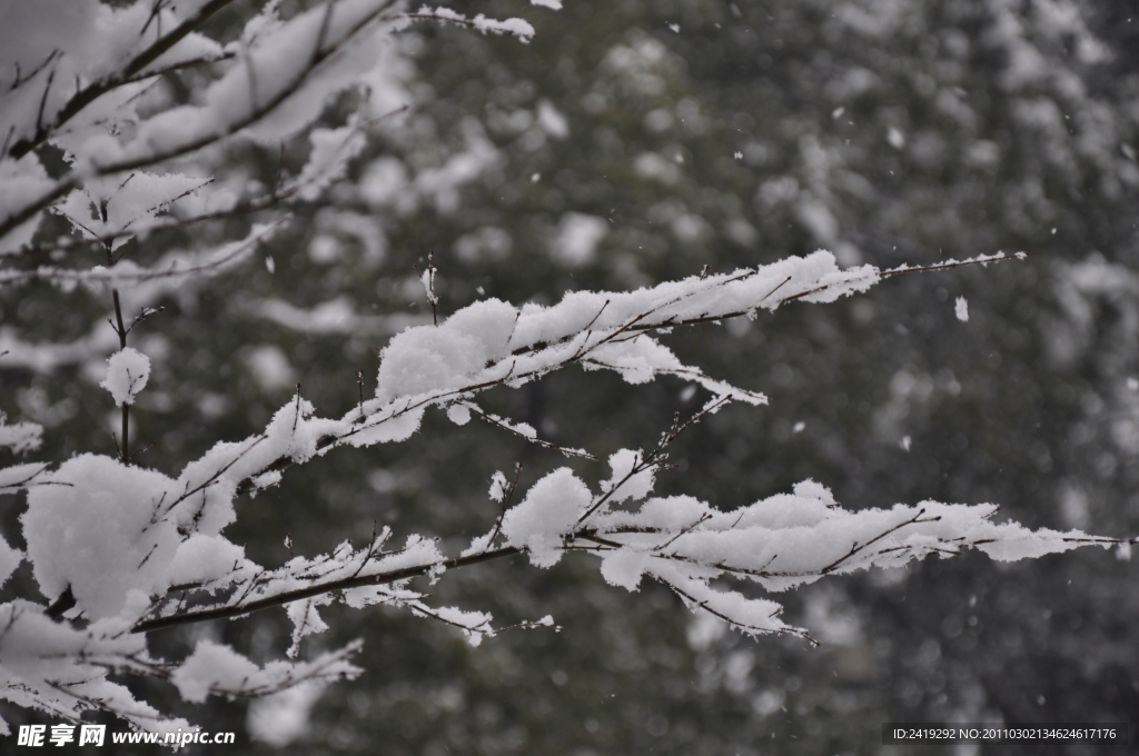 雪枝