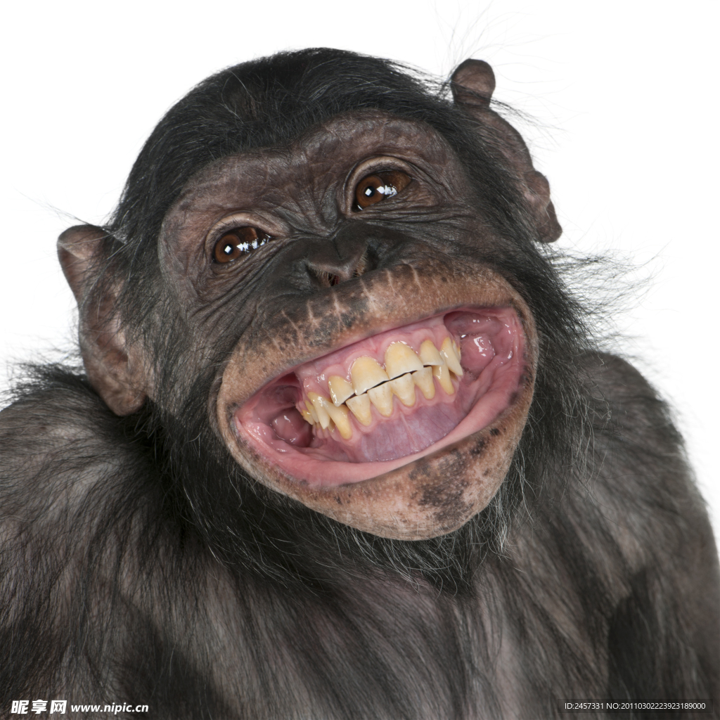 猴子|摄影|动物|ylm2438 - 原创作品 - 站酷 (ZCOOL)