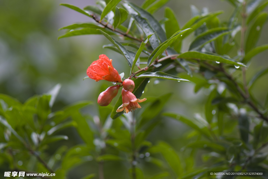 石榴花