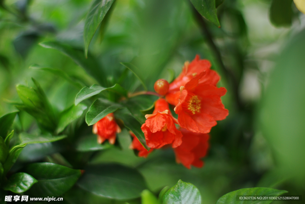 石榴花