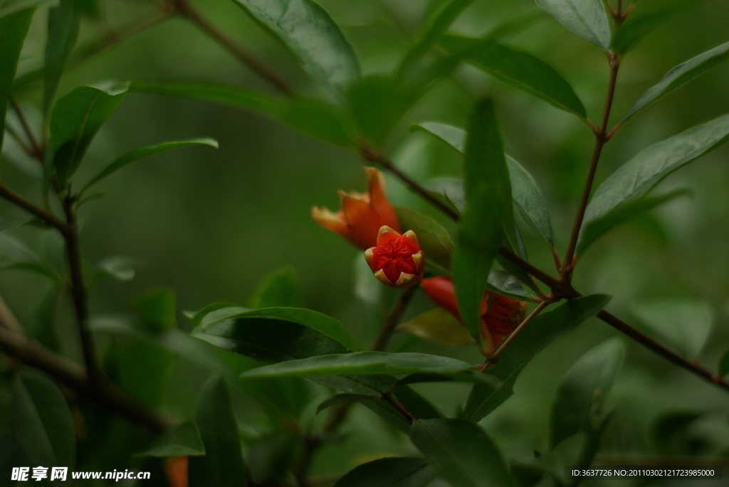 石榴花