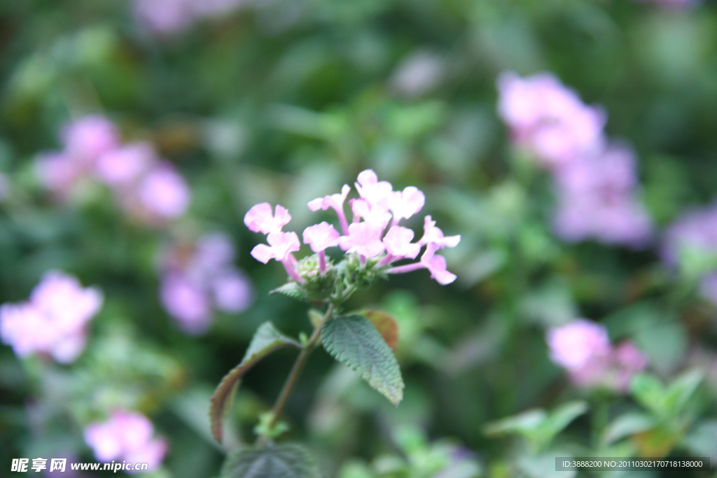 春天里的小花