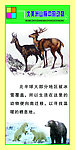 北美洲山脉的动物