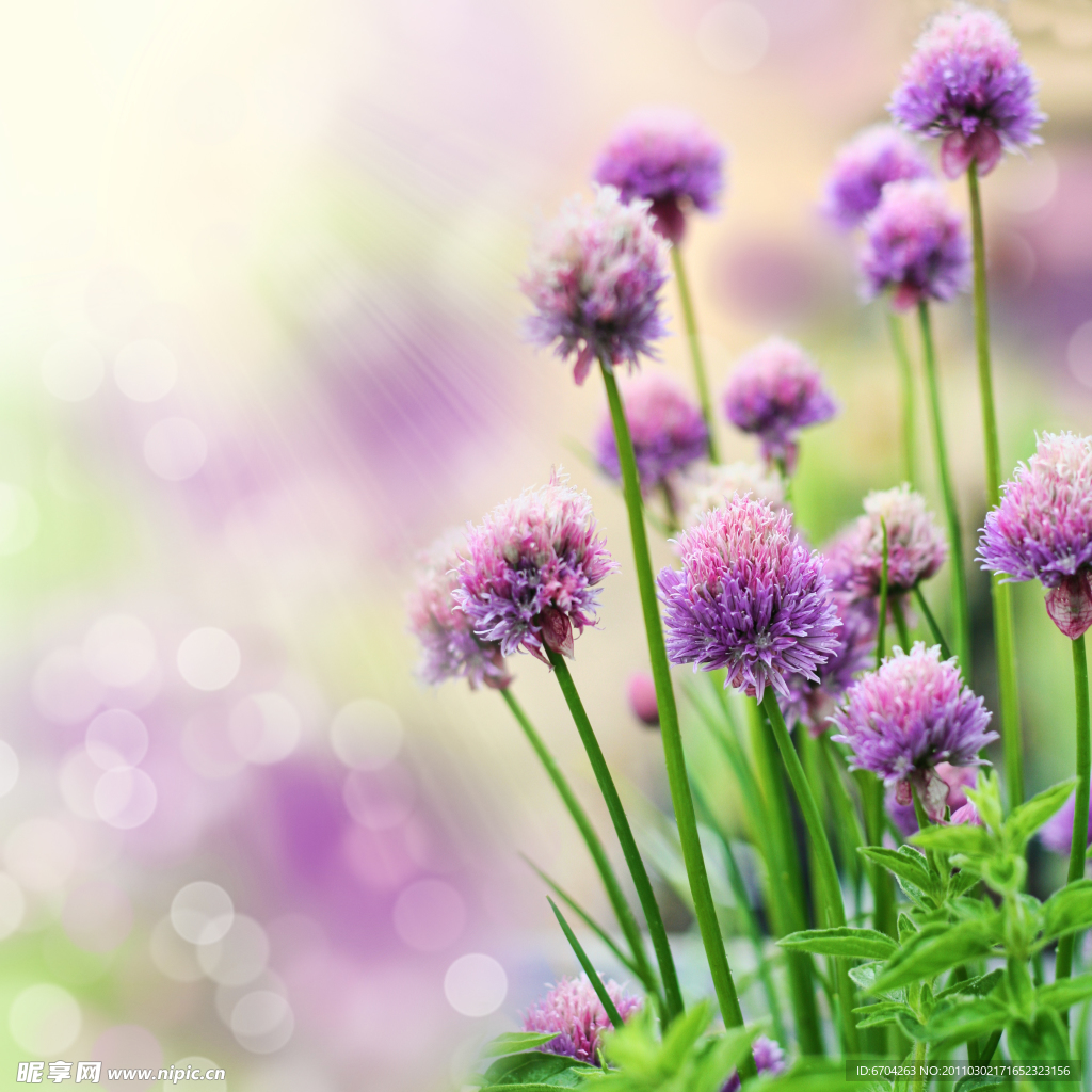 鲜花