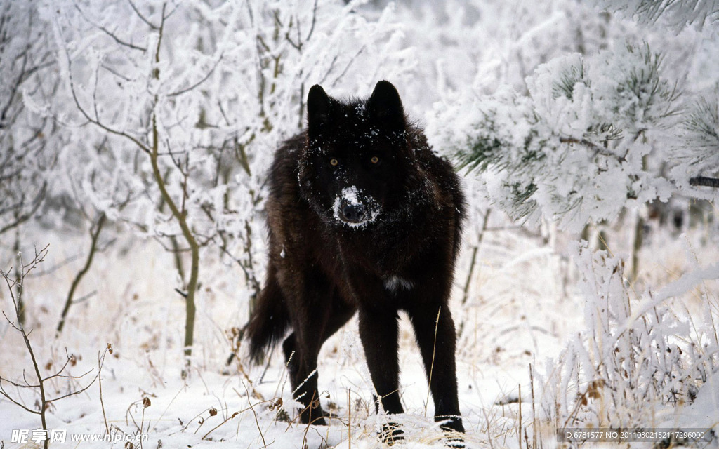 黑狼