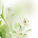 百合花