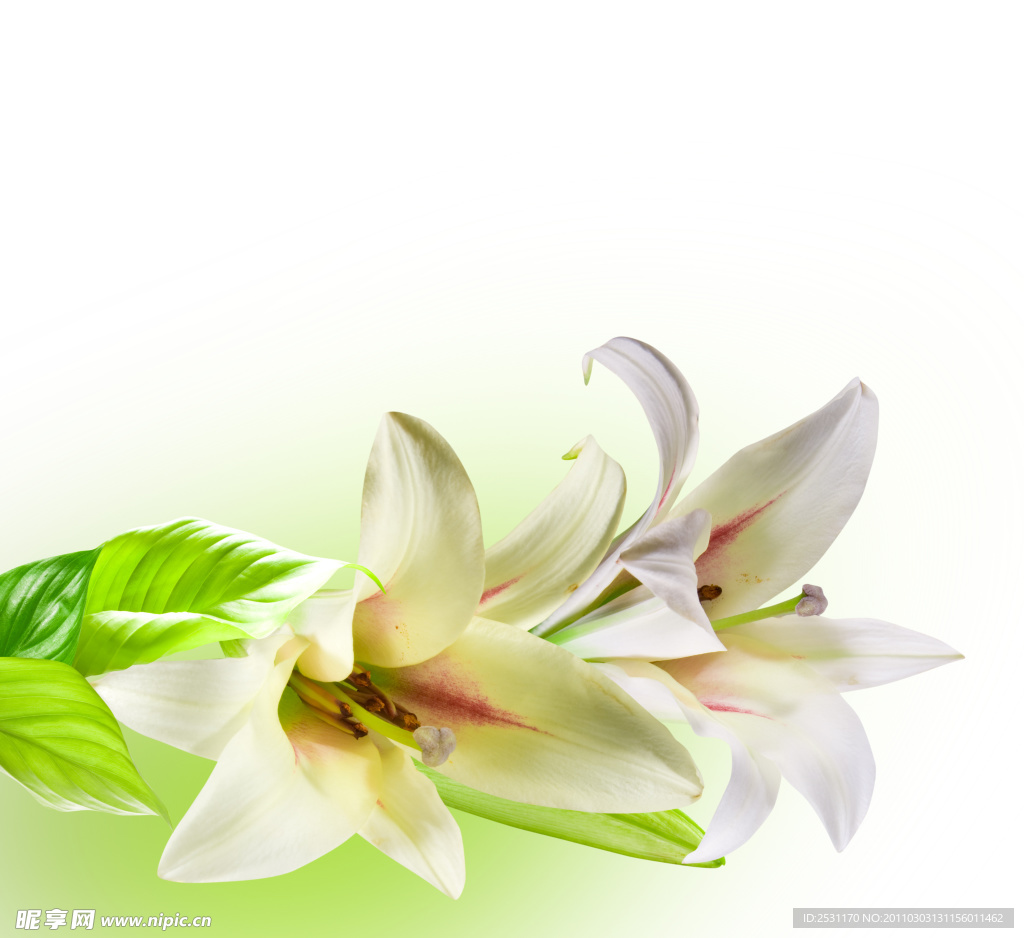 百合花