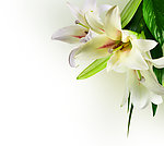 百合花