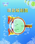 眼解剖图
