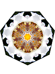 分形花纹