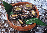 鲍鱼