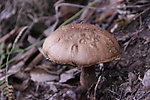 蘑菇