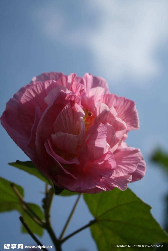 芙蓉