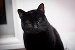 可爱黑猫图片