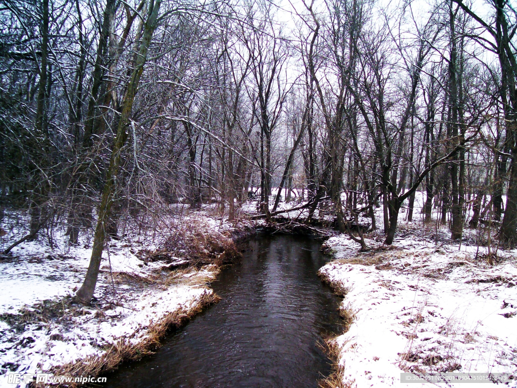 冬季松树林雪景