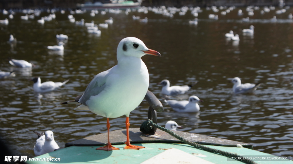 翠湖海鸥