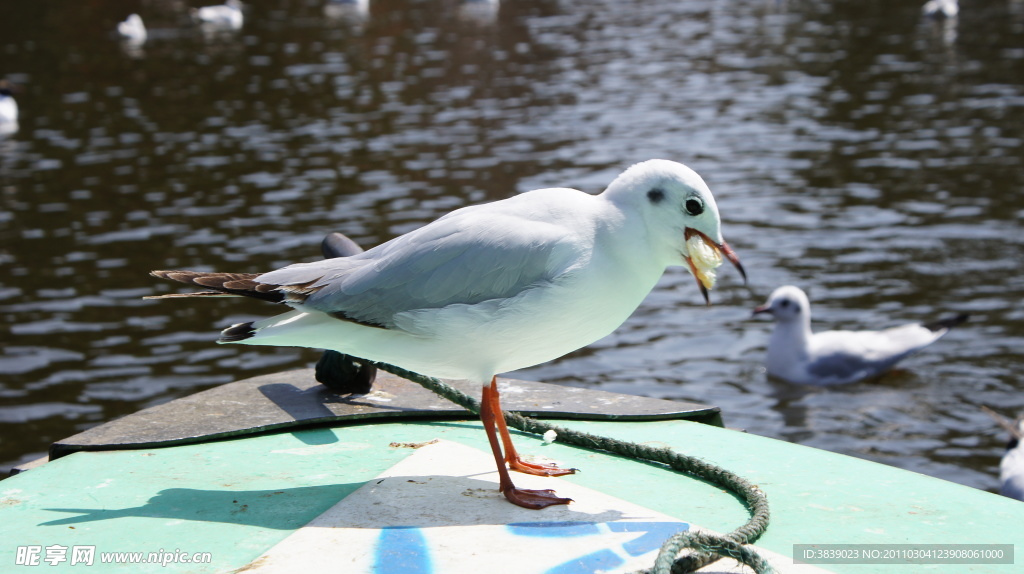 翠湖海鸥